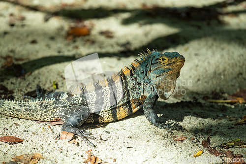 Image of Black spiny-tailed iguana, Ctenosaura similis, Manuel Antonio National Park, Costa Rica wildlife