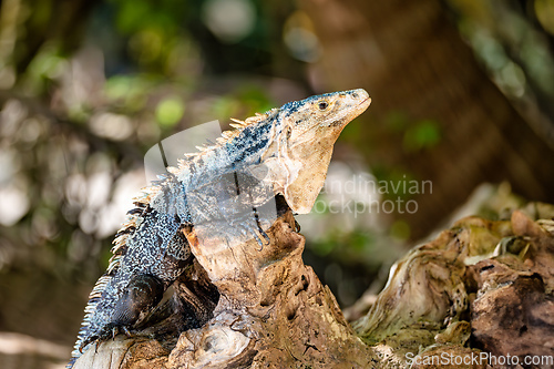Image of Black spiny-tailed iguana, Ctenosaura similis, Manuel Antonio National Park, Costa Rica wildlife