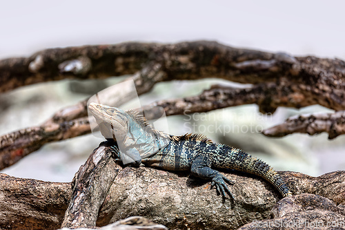 Image of Black spiny-tailed iguana, Ctenosaura similis, Manuel Antonio National Park, Costa Rica wildlife