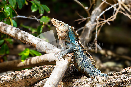 Image of Black spiny-tailed iguana, Ctenosaura similis, Manuel Antonio National Park, Costa Rica wildlife