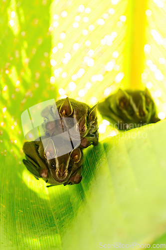 Image of Tent-making bat, Uroderma bilobatum, is an American leaf-nosed bat. Manuel Antonio National Park, Costa Rica wildlife