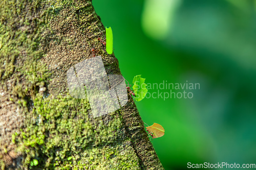 Image of Leafcutter ant, Atta cephalotes, Manuel Antonio National Park, Costa Rica wildlife