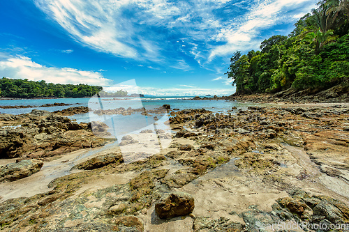 Image of Playa in Manuel Antonio National Park, Costa Rica wildlife.