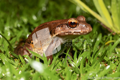 Image of Savages thin-toed frog - Leptodactylus savagei, Refugio de Vida Silvestre Cano Negro, Costa Rica Wildlife