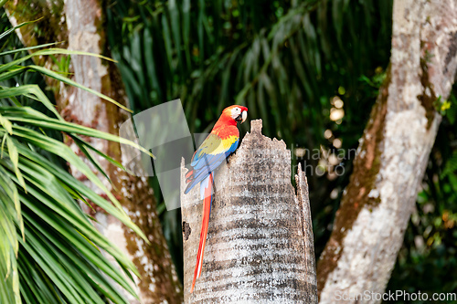 Image of Scarlet macaw, Ara macao, Quepos Costa Rica wildlife