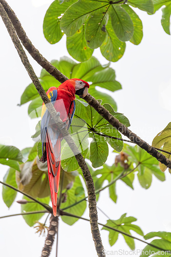 Image of Scarlet macaw, Ara macao, Quepos Costa Rica wildlife