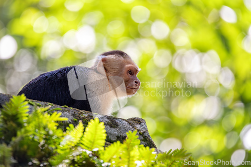 Image of Colombian white-faced capuchin (Cebus capucinus), Manuel Antonio National Park, Costa Rica