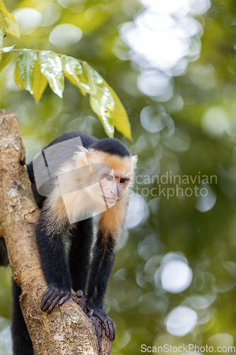 Image of Colombian white-faced capuchin (Cebus capucinus), Manuel Antonio National Park, Costa Rica