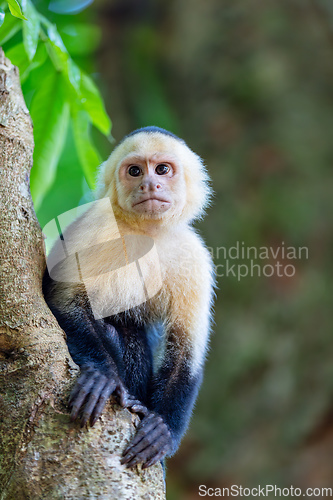 Image of Colombian white-faced capuchin (Cebus capucinus), Manuel Antonio National Park, Costa Rica