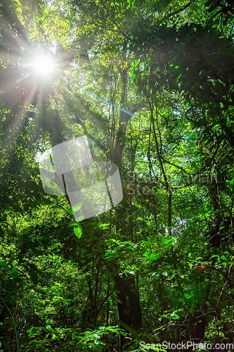 Image of Dense Tropical Rain Forest, Manuel Antonio Costa Rica wilderness