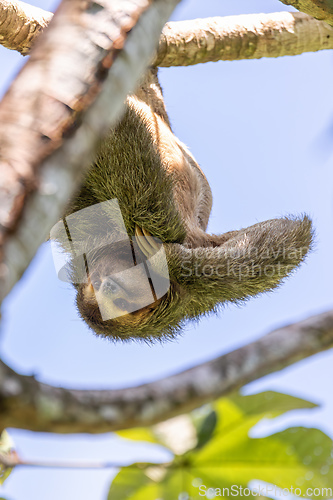 Image of Pale-throated sloth, La Fortuna, Manuel Antonio National Park, Costa Rica wildlife