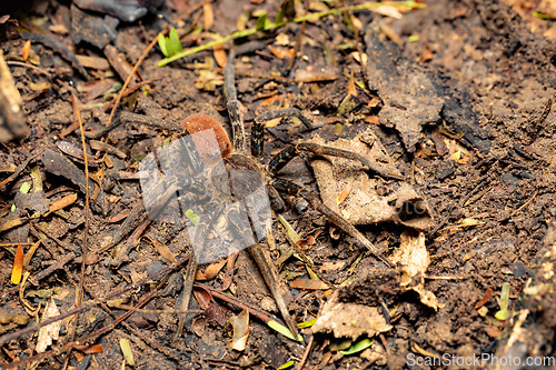 Image of Wandering Spider - Ancylometes bogotensis, ctenidae family, Costa Rica