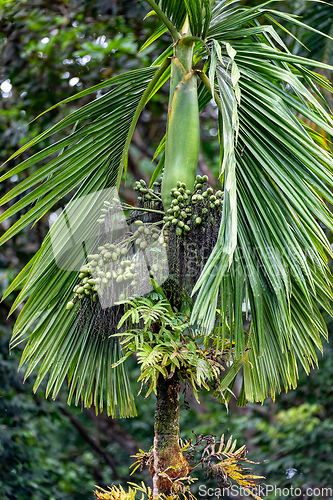 Image of Areca catechu, species of palm in tropical Pacific. Quepos, Manuel Antonio National Park wilderness.