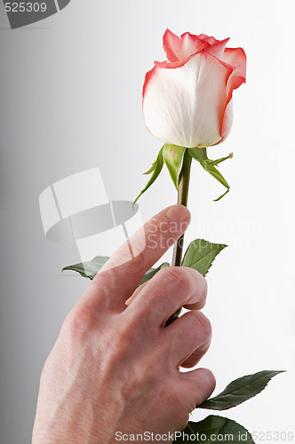 Image of rose