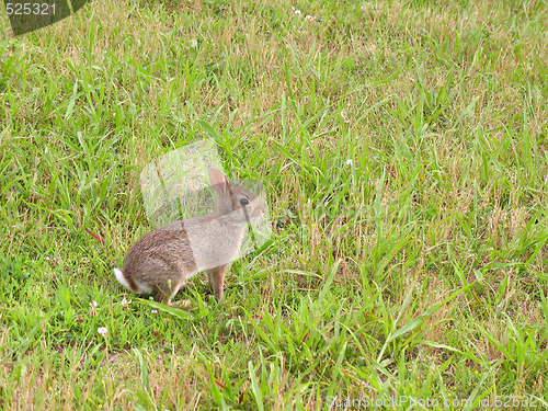 Image of Wild Bunny Rabbit