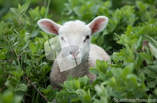 Image of Lamb Standing in Bushes, Looking at Camera