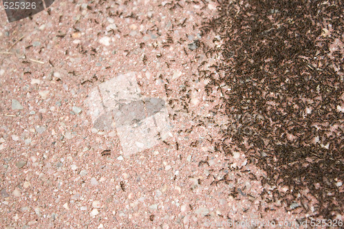 Image of Colony of Ants