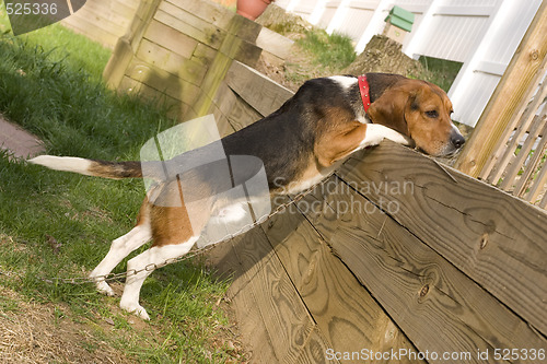 Image of Beagle Pup