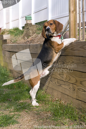 Image of Beagle Pup