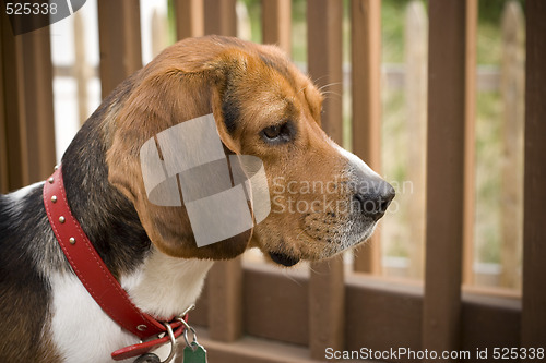 Image of Alert Beagle Pup