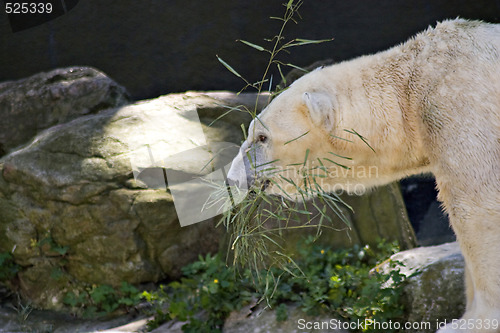 Image of Polar Bear