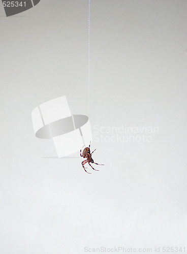 Image of Spider Dangling