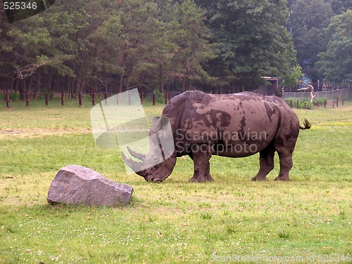 Image of a rhino