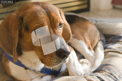 Image of Beagle Dog Resting