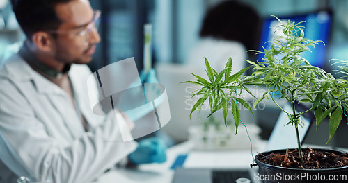 Image of Scientist, people and cannabis research, marijuana analysis or weed for medicine solution, data collection or healthcare. Medical expert or man with natural CBD, plants growth or laboratory test tube