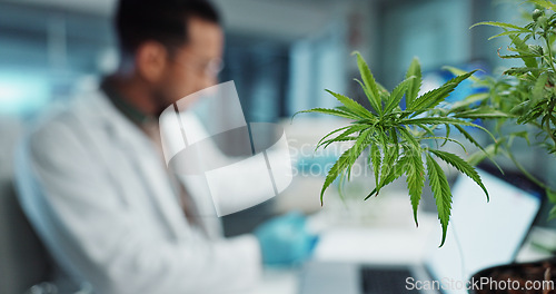 Image of Cannabis, scientist and research in laboratory on laptop, marijuana healthcare and cbd oil in vial for homeopathy. Hemp, pc and natural plant medicine in clinical trial and biotechnology innovation