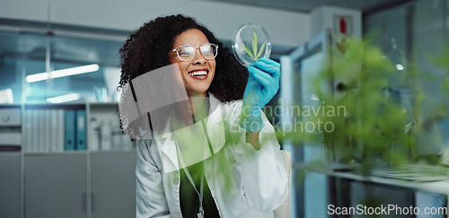 Image of Scientist, cannabis and Petri dish in laboratory for research, development or medical experiment. Teamwork, analysis and focus on investigation for knowledge, testing and pharmaceutical innovation