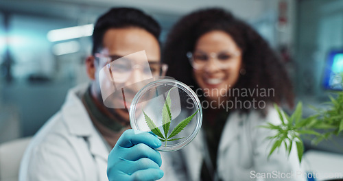 Image of Science, team and analysis on cannabis in laboratory with leaf study, medical research and petri dish. Scientist, high five and marijuana plant for medicine treatment, drugs or scientific experiment