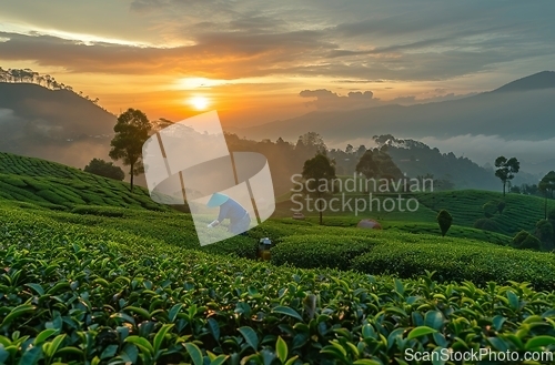 Image of Dawn harvest in the tea gardens