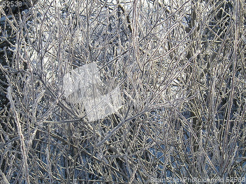Image of Frozen