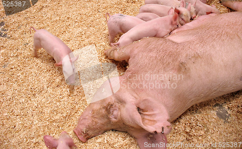 Image of Hungry Piglets