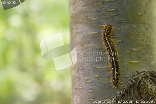 Image of Caterpillar