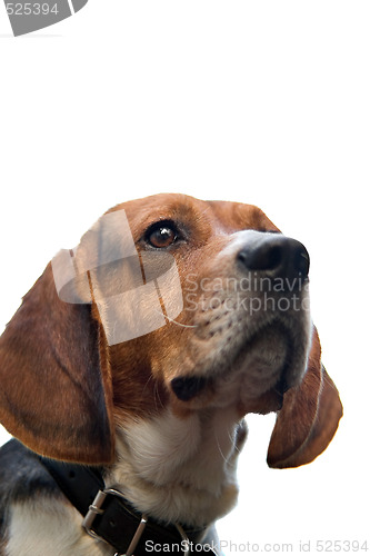 Image of Isolated Beagle