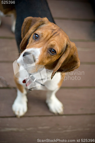 Image of Curious Beagle