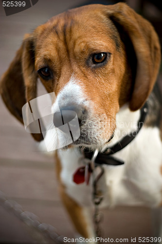 Image of Cute Beagle Dog