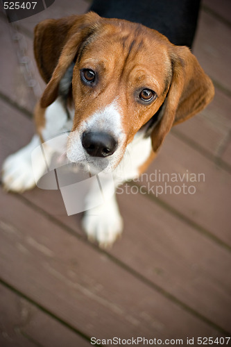 Image of Curious Beagle