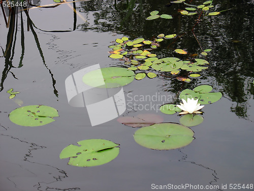 Image of lotus flower