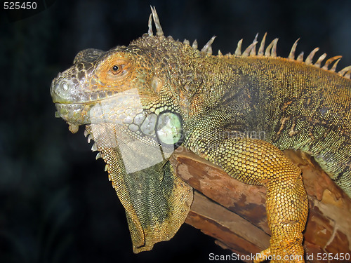 Image of Iguana