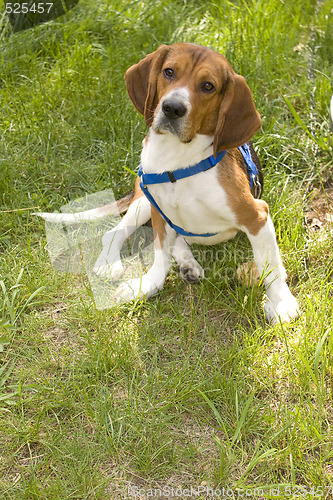 Image of Cute Beagle Dog