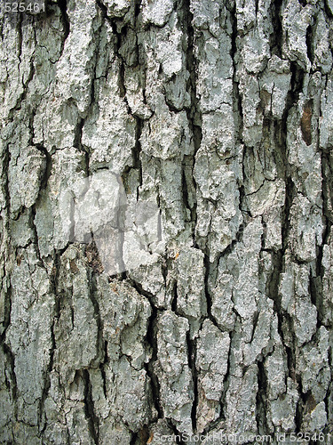 Image of Tree Bark