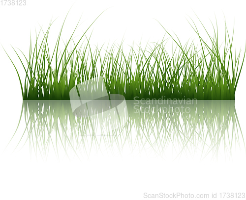 Image of grass on water