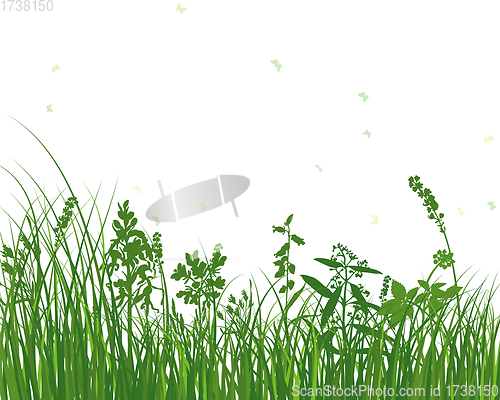 Image of Green Grass Meadow