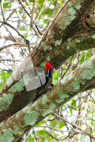 Image of Pale-billed woodpecker, Campephilus guatemalensis, species of woodpecker bird family Picidae. Carara National Park - Tarcoles, Costa Rica wildlife.