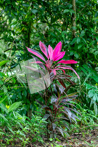 Image of Cordyline fruticosa plant. Quepos, Manuel Antonio National Park wilderness.