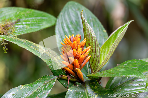 Image of Renealmia cernua, Renealmia is a plant genus in the family Zingiberaceae. Tapanti