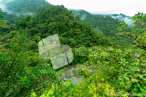 Image of Rainforest in Tapanti national park, Costa Rica